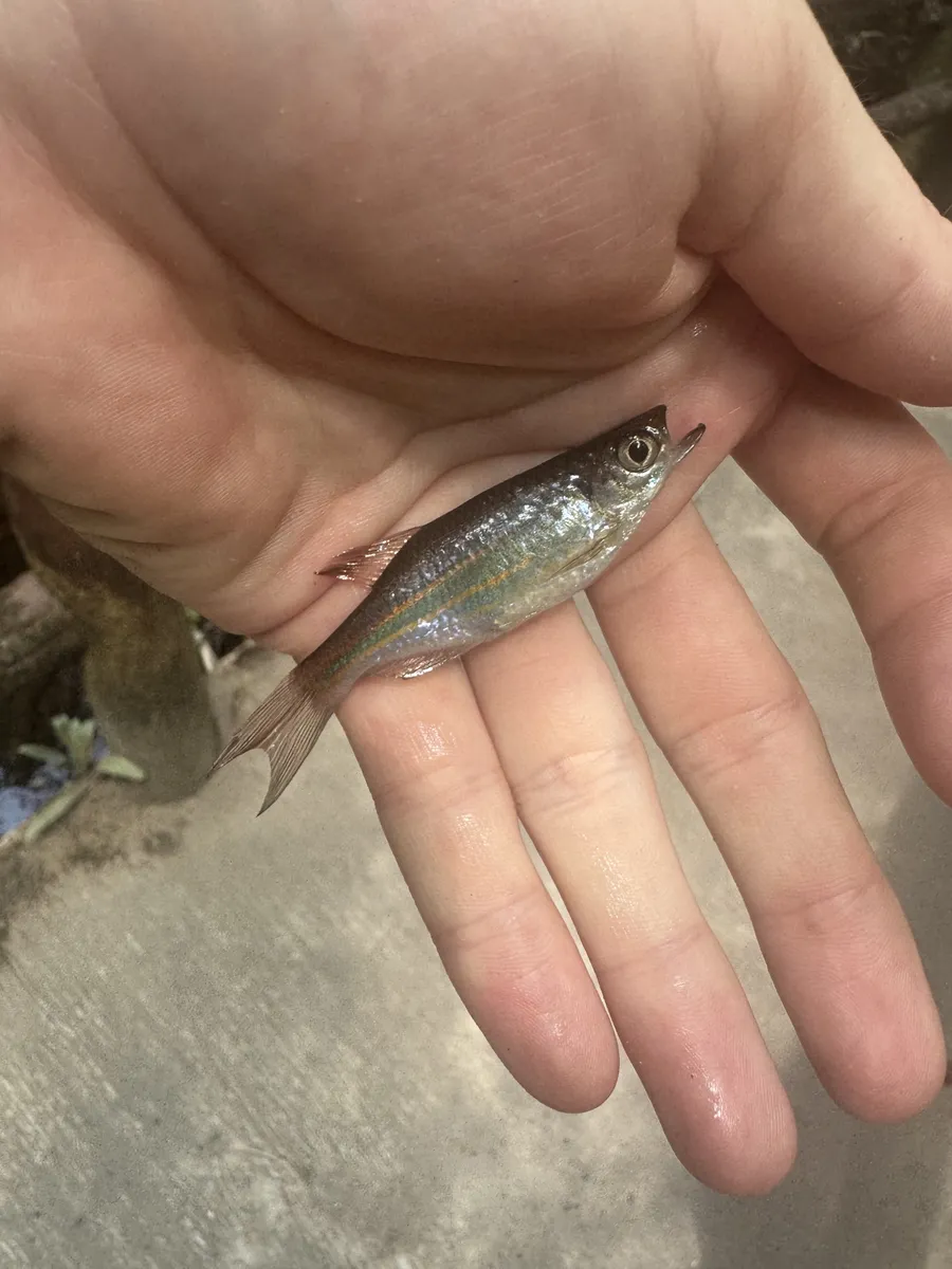 Miniatura: Devario (Devario spp.)