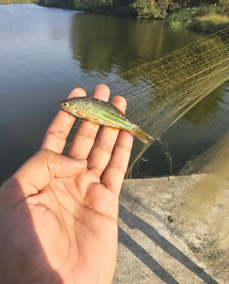 Miniatura: Devario (Devario spp.)