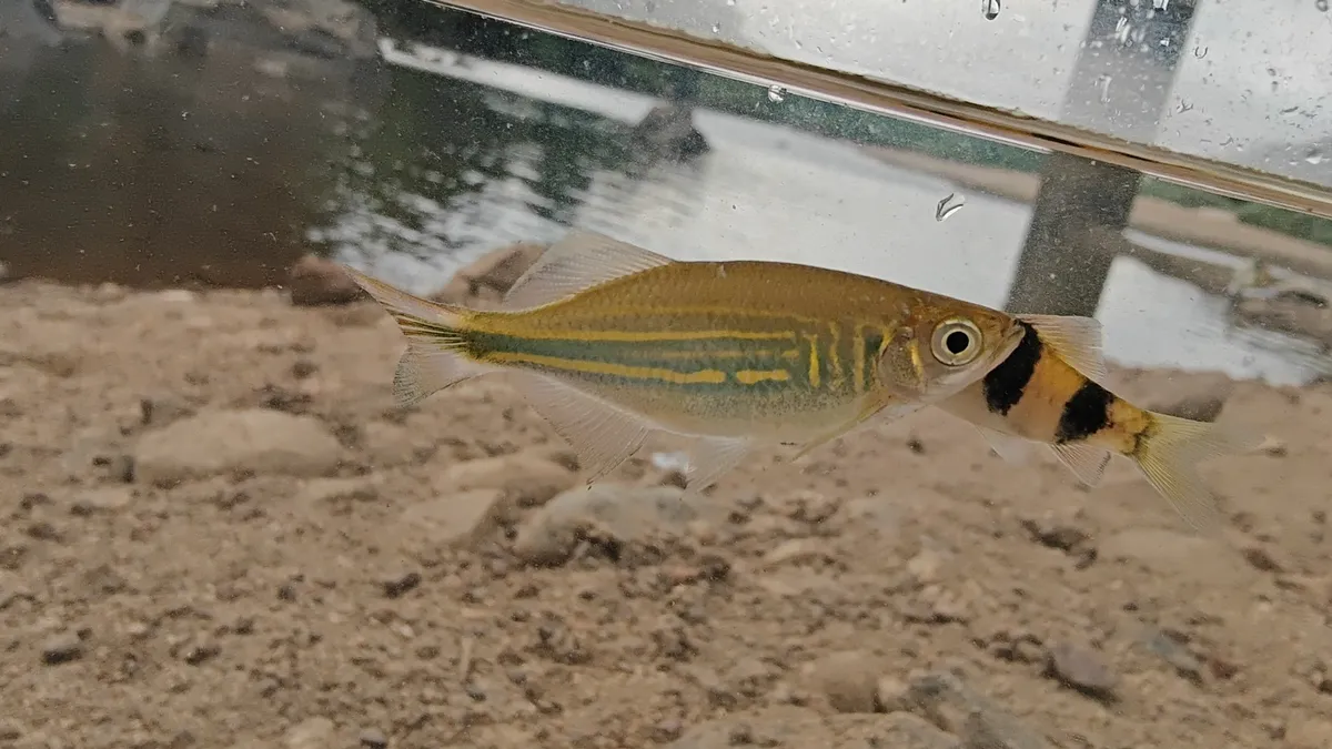 Miniatura: Devario (Devario spp.)