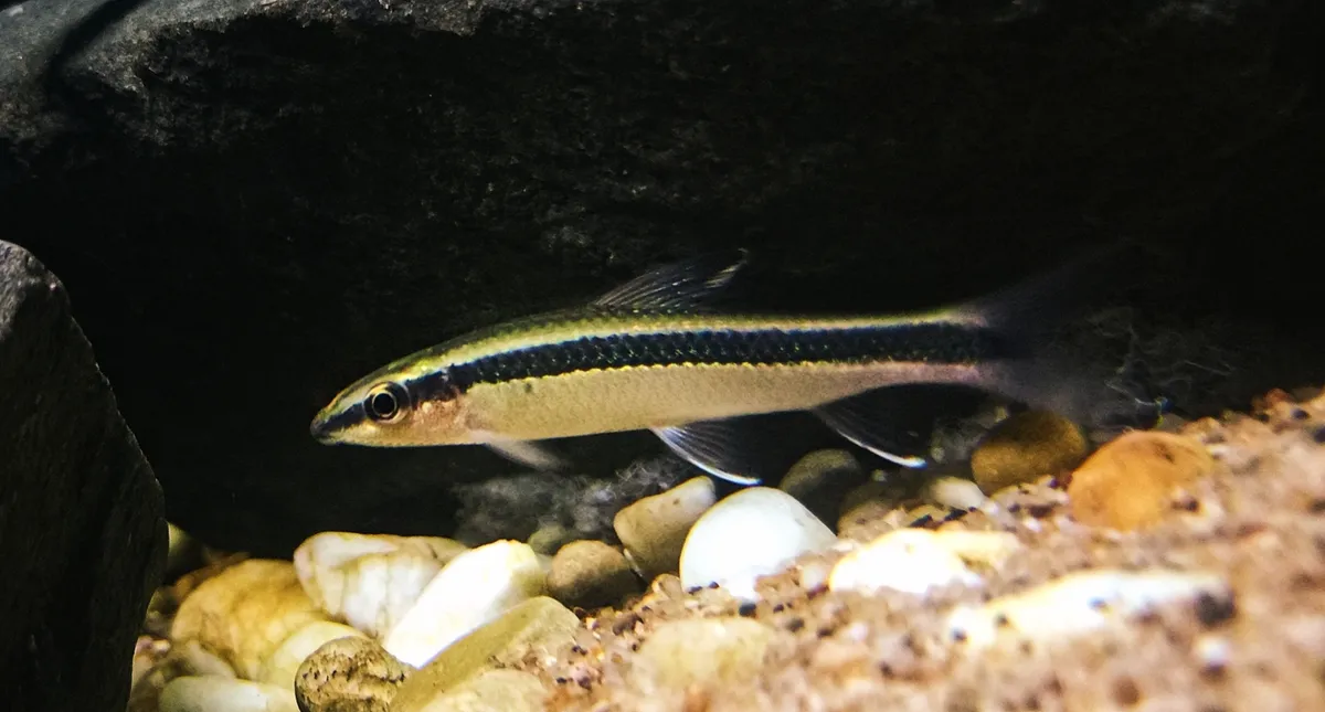 Epalzeorhynchos (Epalzeorhynchos spp.)