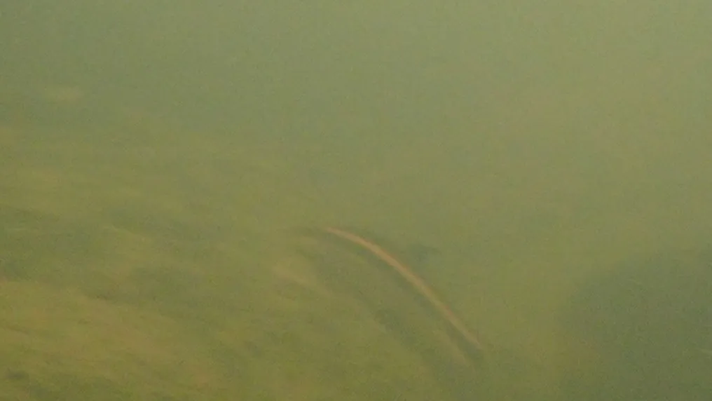 Miniatura: Epalzeorhynchos (Epalzeorhynchos spp.)