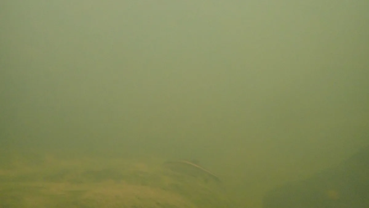 Miniatura: Epalzeorhynchos (Epalzeorhynchos spp.)