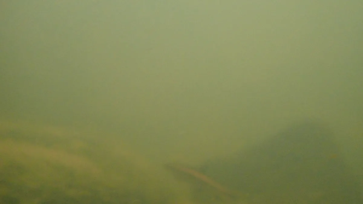 Miniatura: Epalzeorhynchos (Epalzeorhynchos spp.)