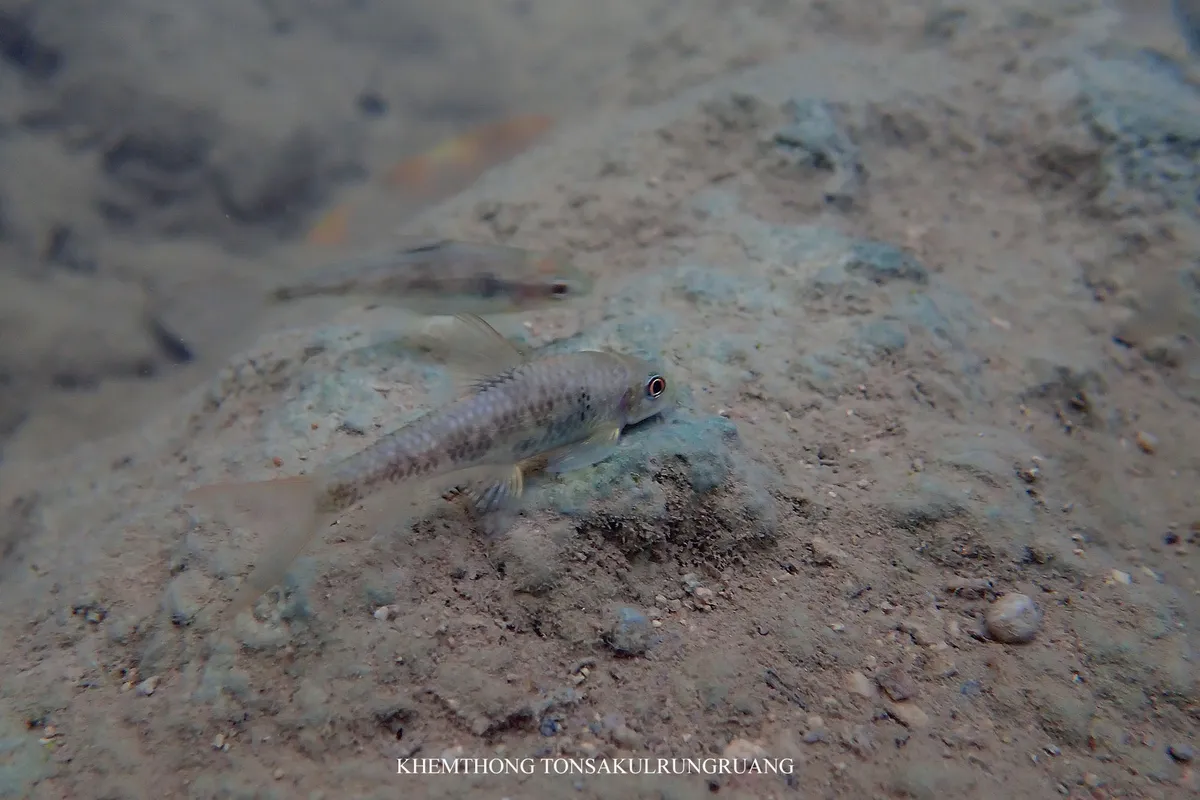 Garra (Garra spp.)