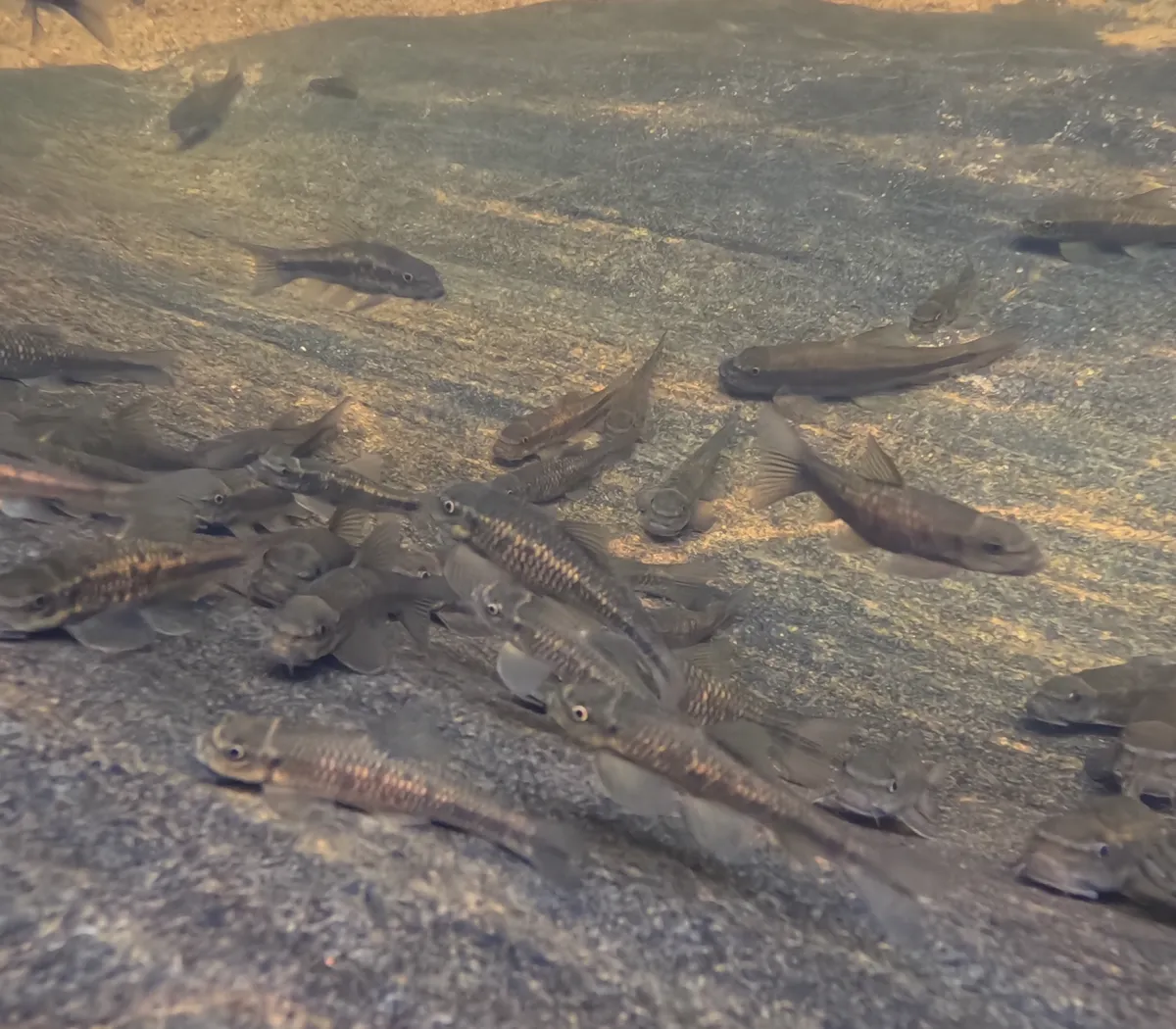Miniatura: Garra (Garra spp.)