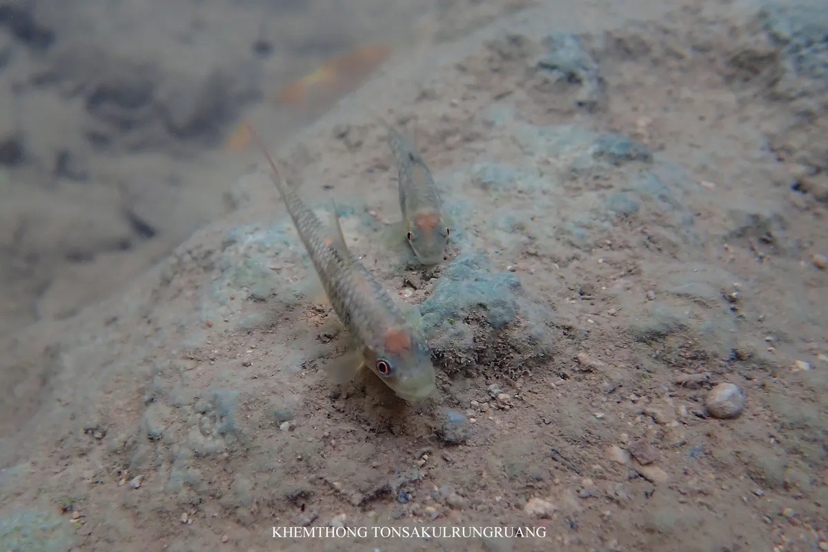 Miniatura: Garra (Garra spp.)