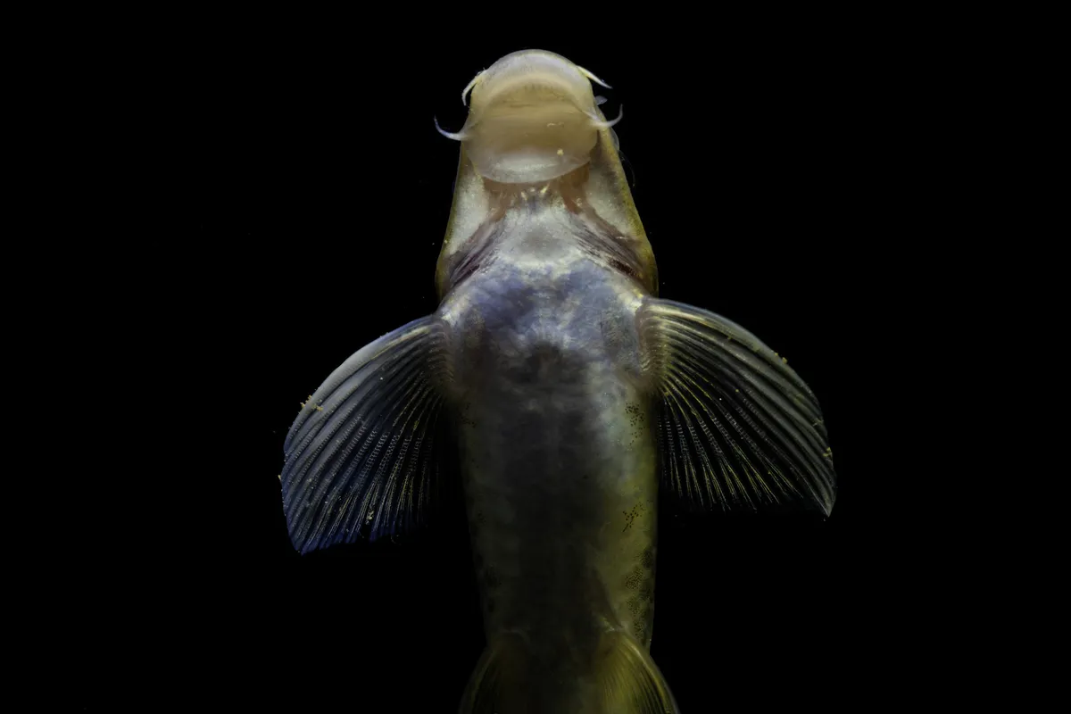 Miniatura: Garra (Garra spp.)