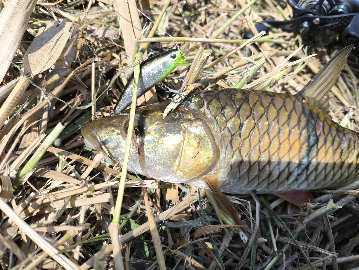 Hampala (Hampala spp.)