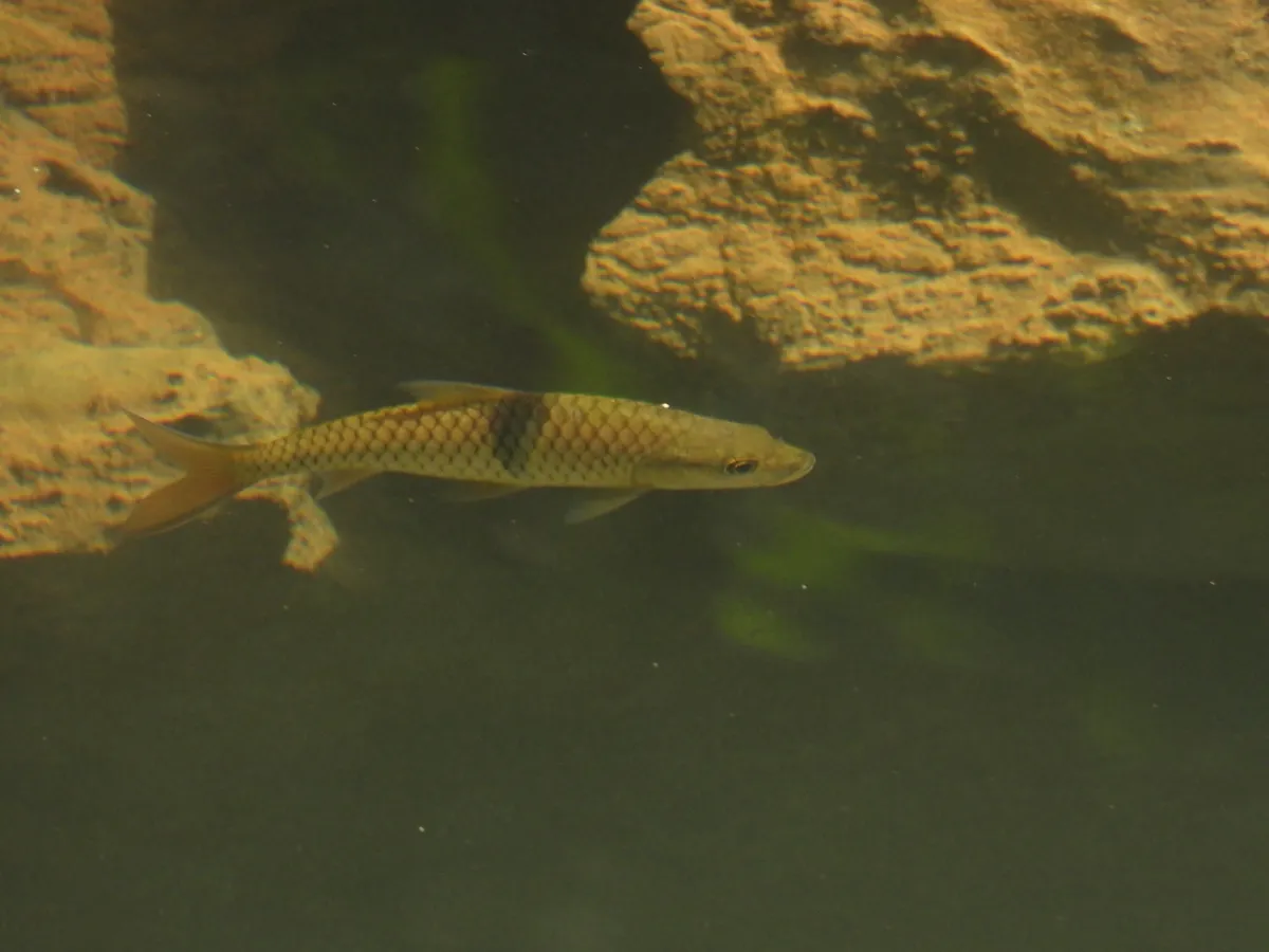 Miniatura: Hampala (Hampala spp.)