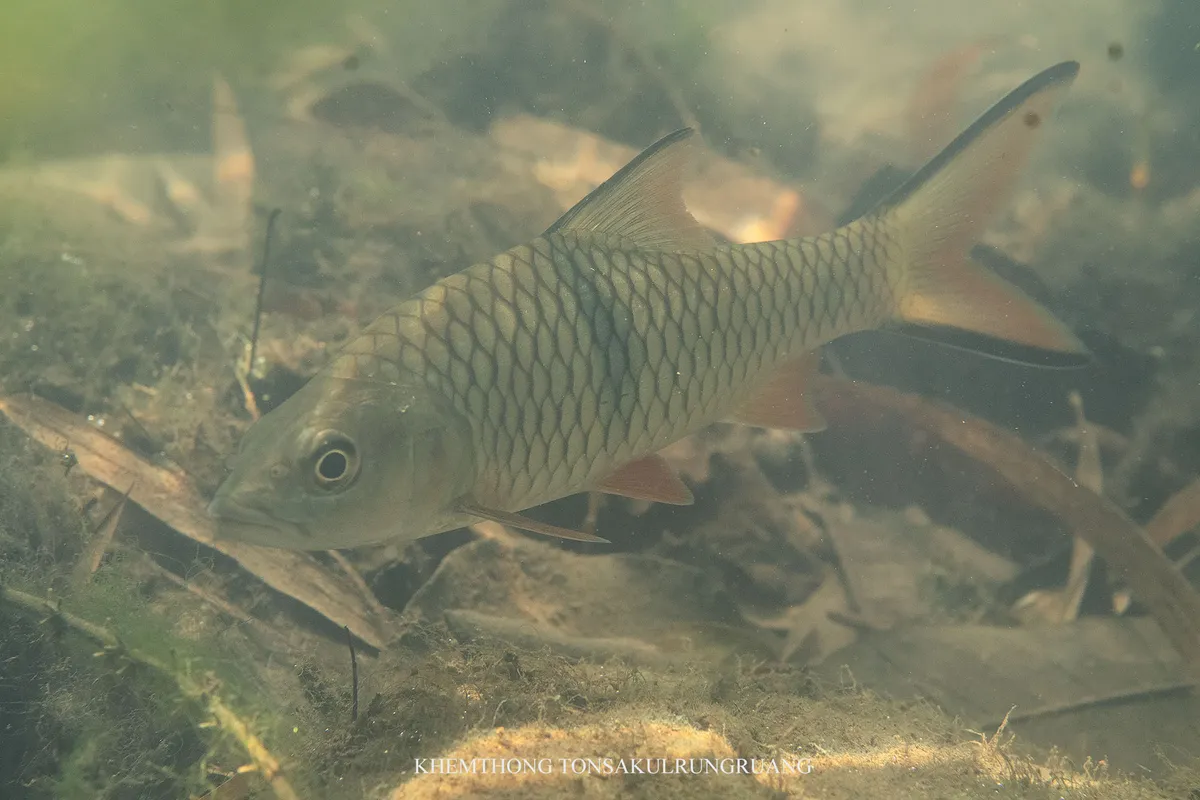 Miniatura: Hampala (Hampala spp.)