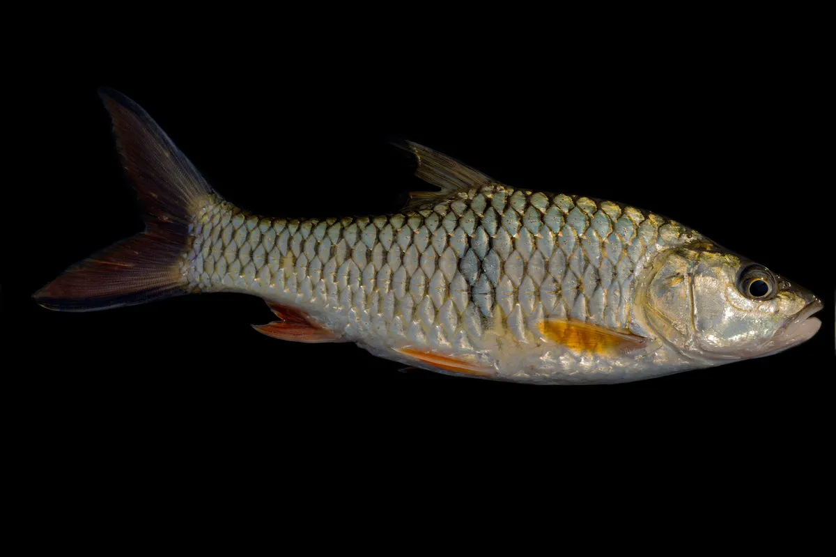 Miniatura: Hampala (Hampala spp.)