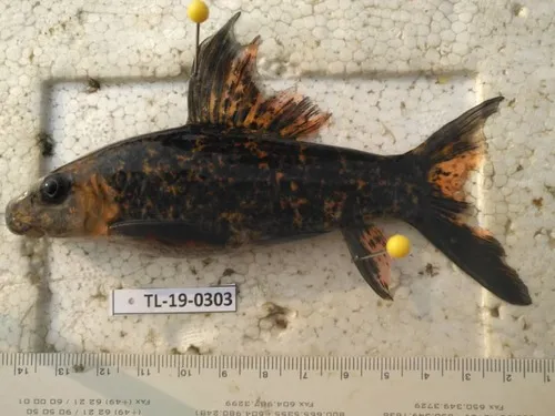 Labeo (Labeo spp.)