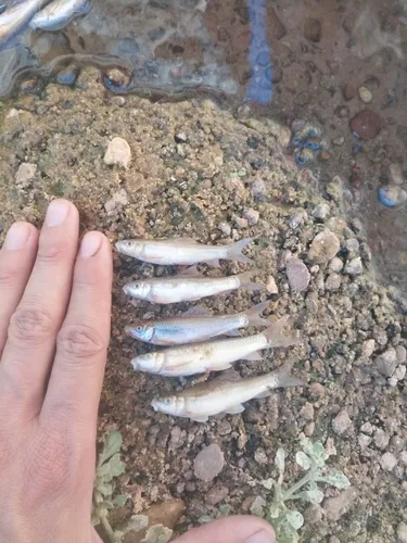 Miniatura: Labeo (Labeo spp.)