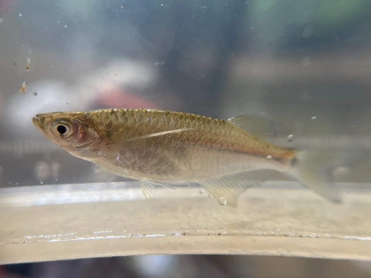 Laubuka (Laubuka spp.)