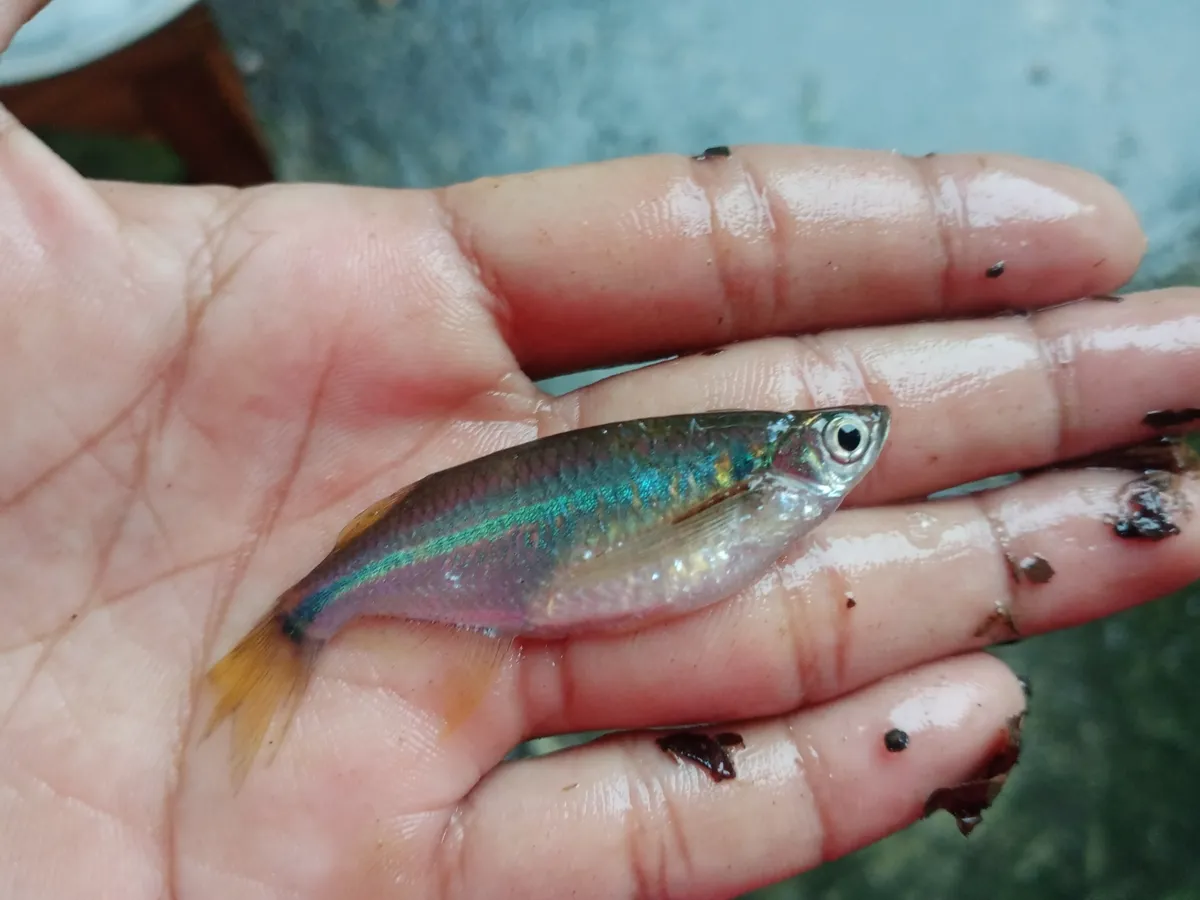 Miniatura: Laubuka (Laubuka spp.)