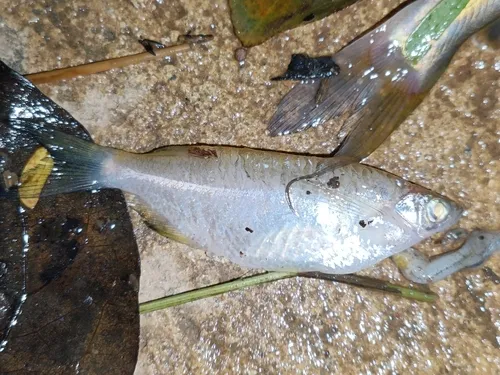 Miniatura: Laubuka (Laubuka spp.)