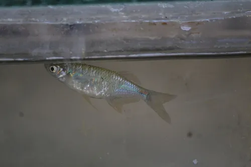 Miniatura: Laubuka (Laubuka spp.)