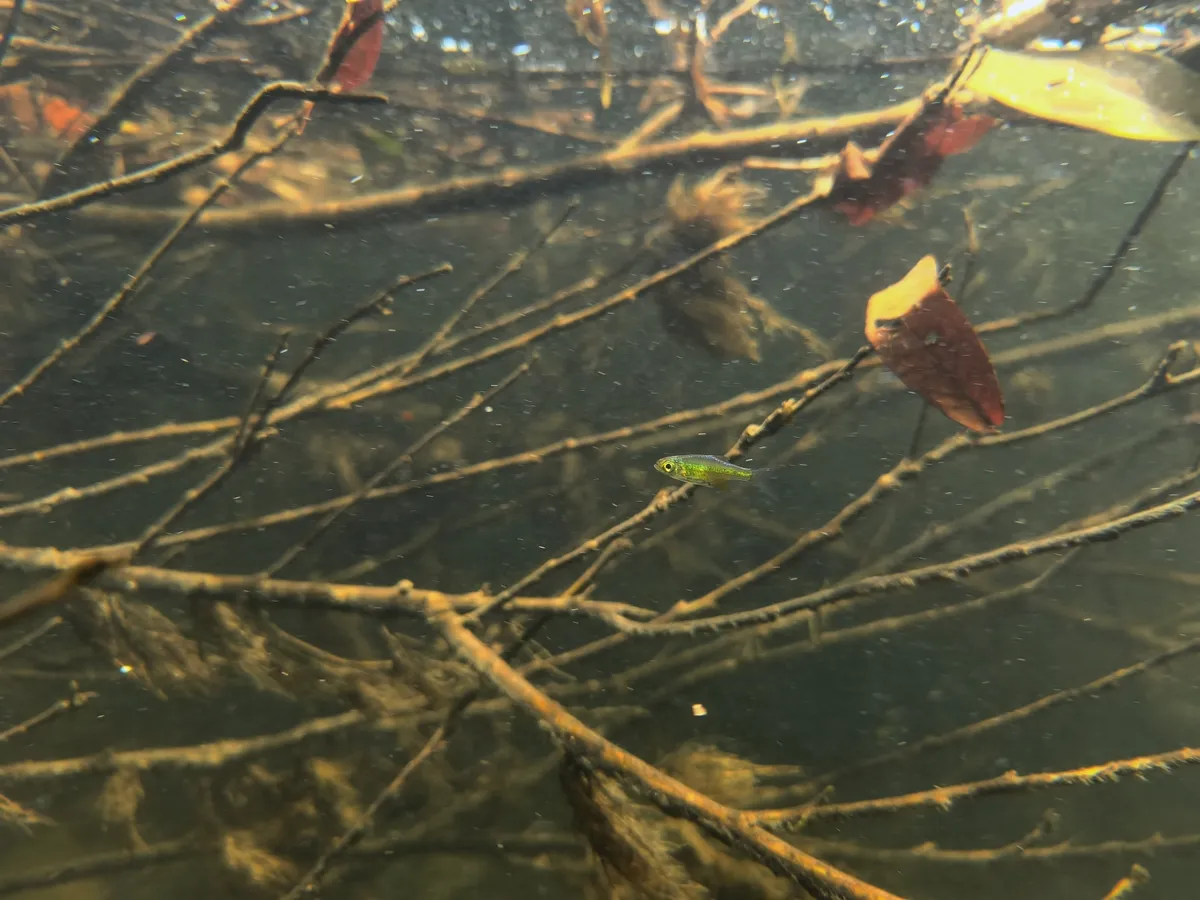 Microdevario (Microdevario spp.)