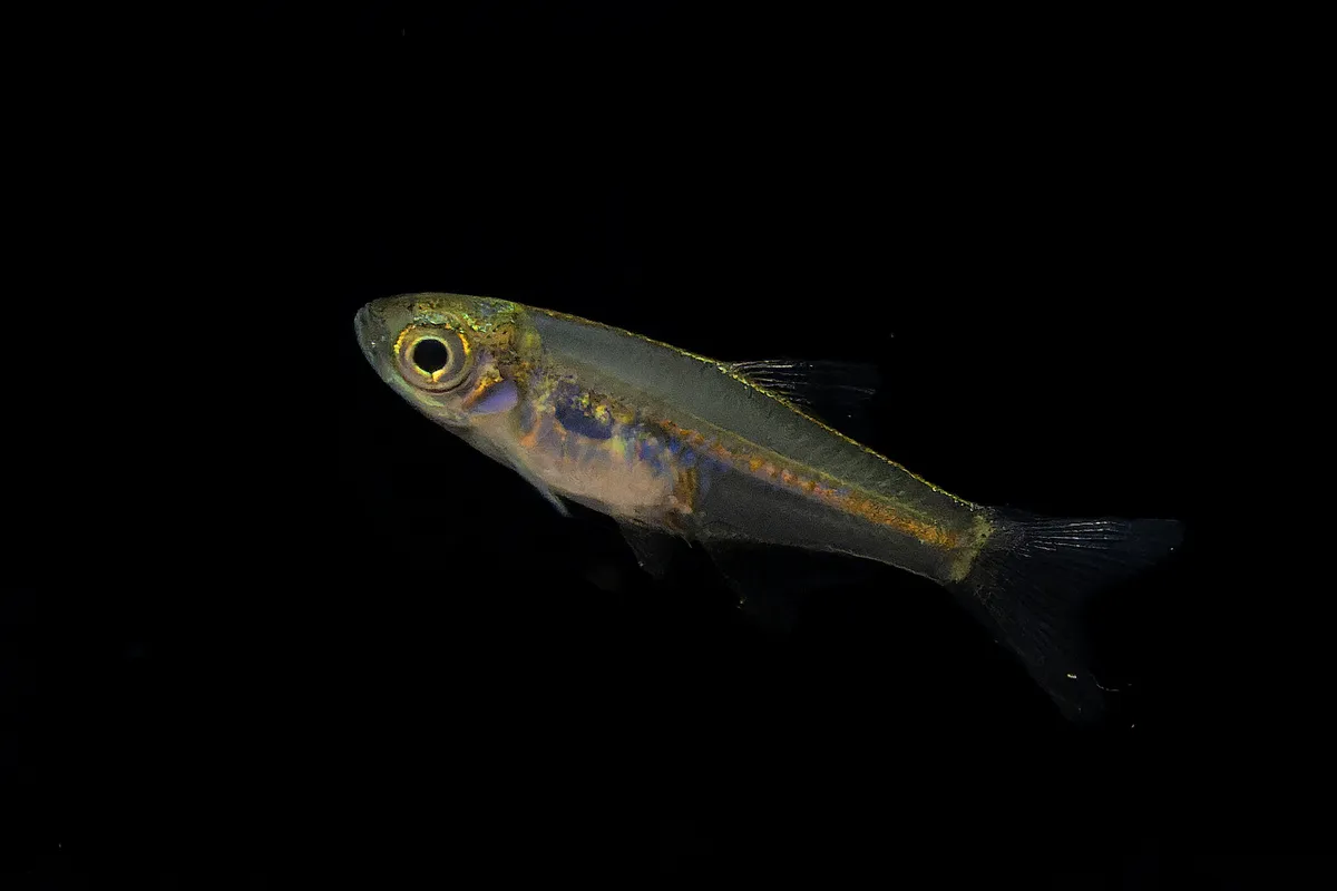 Miniatura: Microdevario (Microdevario spp.)