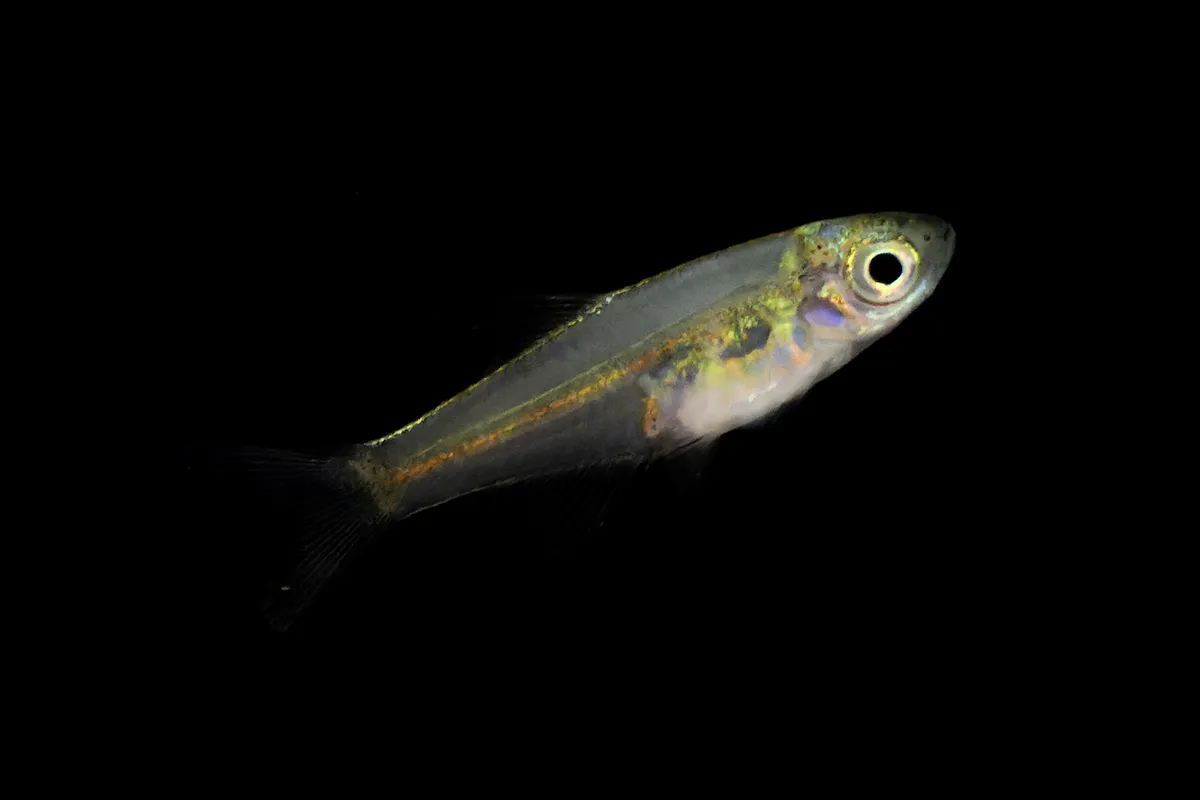 Miniatura: Microdevario (Microdevario spp.)