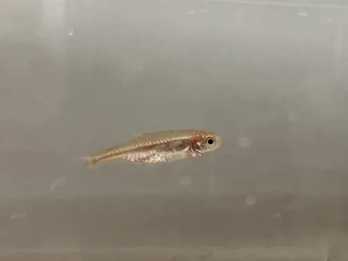 Miniatura: Microrasbora (Microrasbora spp.)