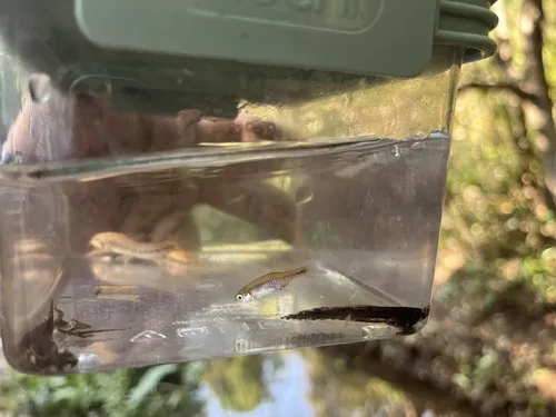 Miniatura: Microrasbora (Microrasbora spp.)
