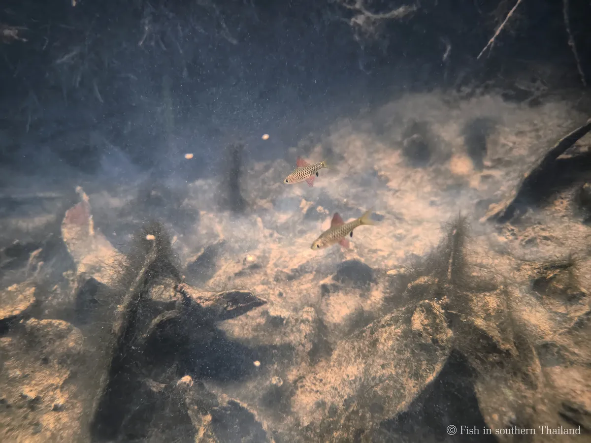 Oreichthys (Oreichthys spp.)