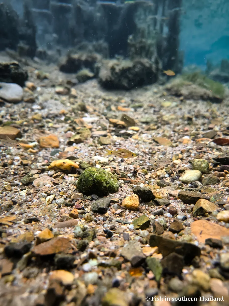 Miniatura: Oreichthys (Oreichthys spp.)