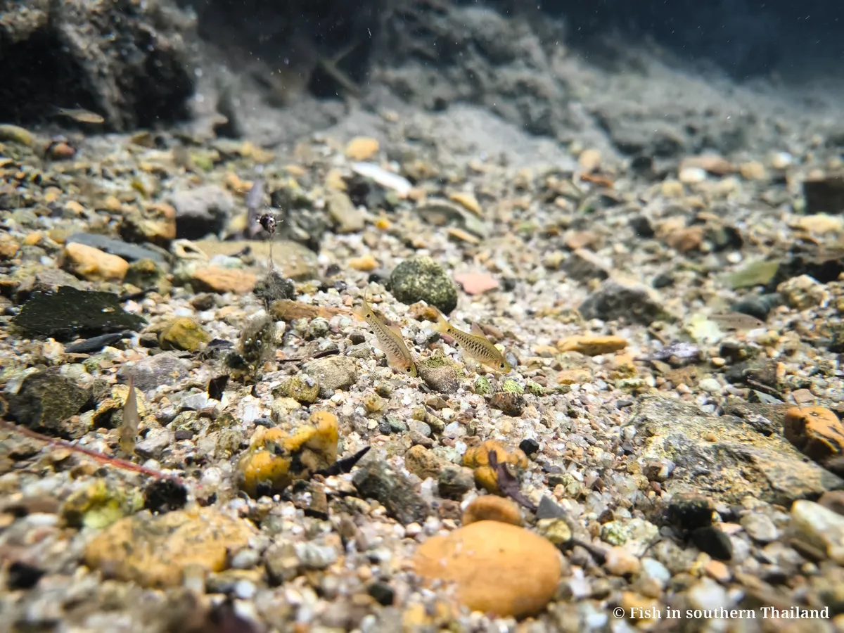 Miniatura: Oreichthys (Oreichthys spp.)