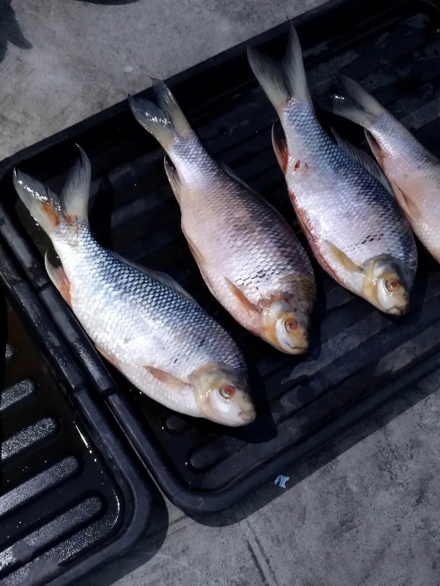 Osteochilus (Osteochilus spp.)