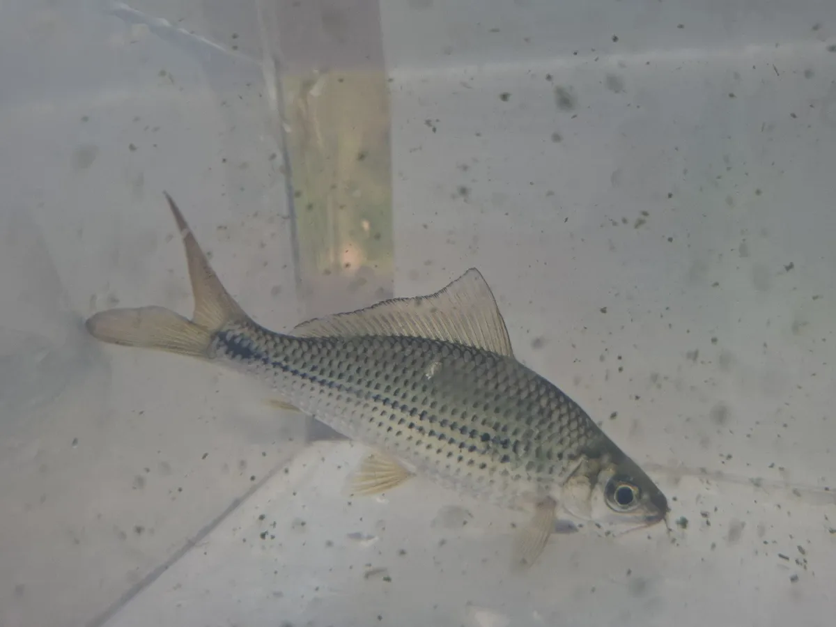 Miniatura: Osteochilus (Osteochilus spp.)