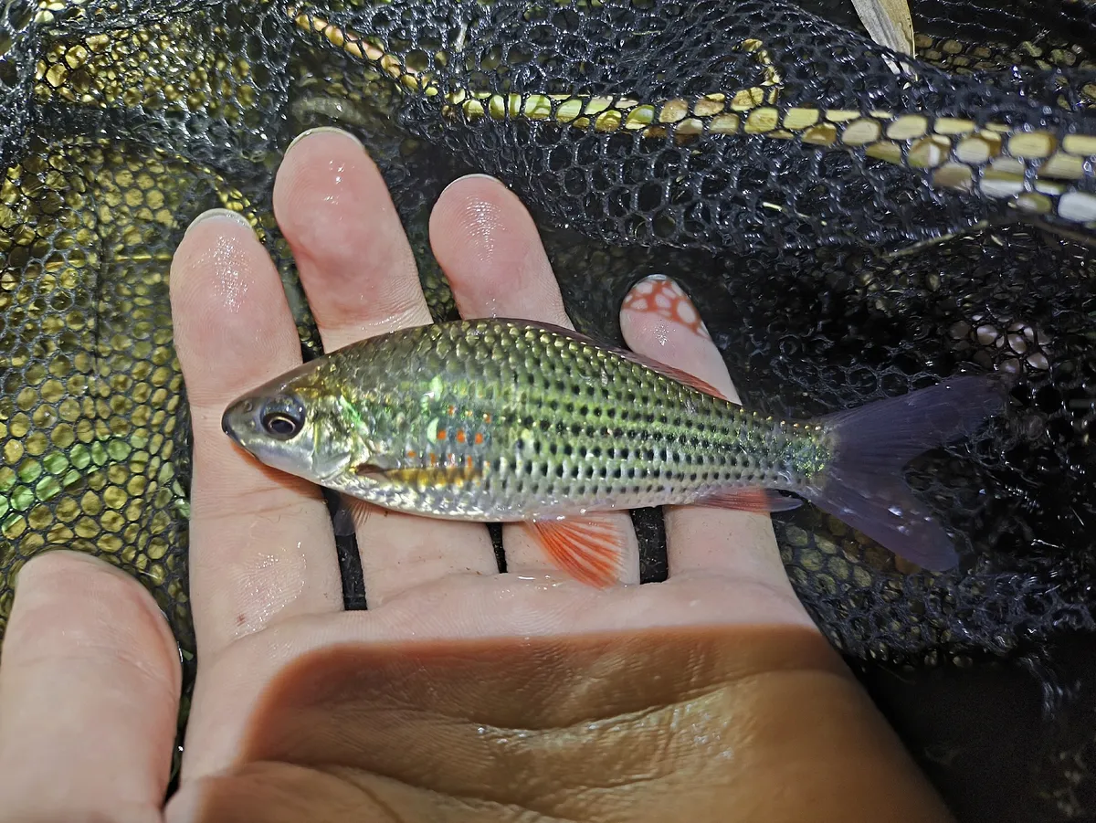 Miniatura: Osteochilus (Osteochilus spp.)