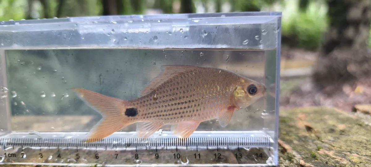 Miniatura: Osteochilus (Osteochilus spp.)