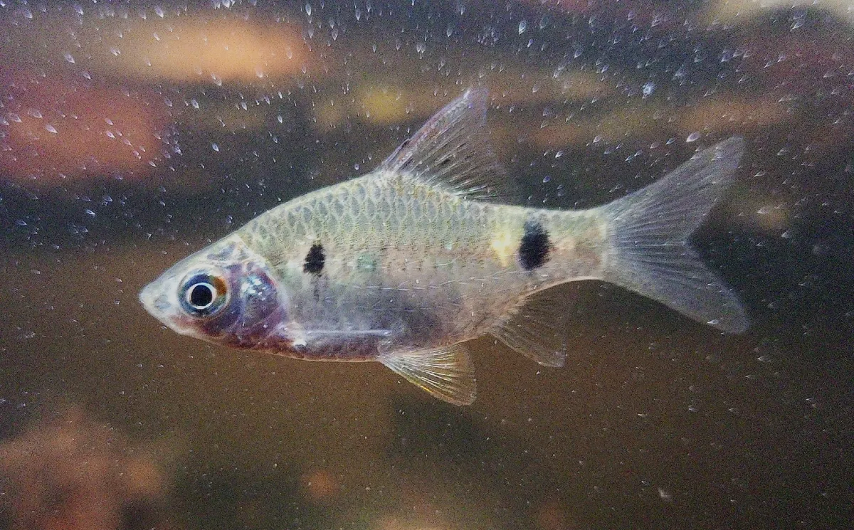 Pethia (Pethia spp.)
