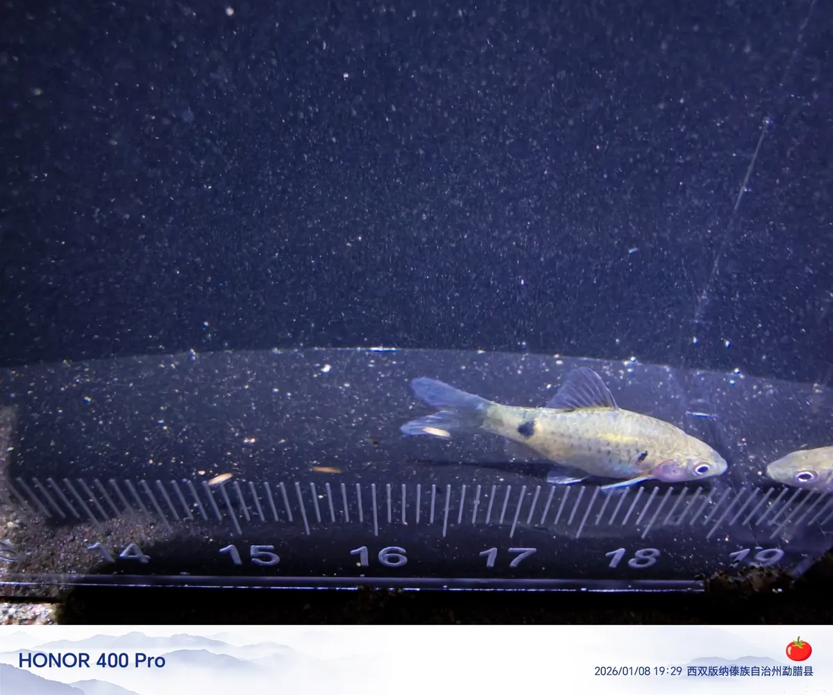 Miniatura: Pethia (Pethia spp.)
