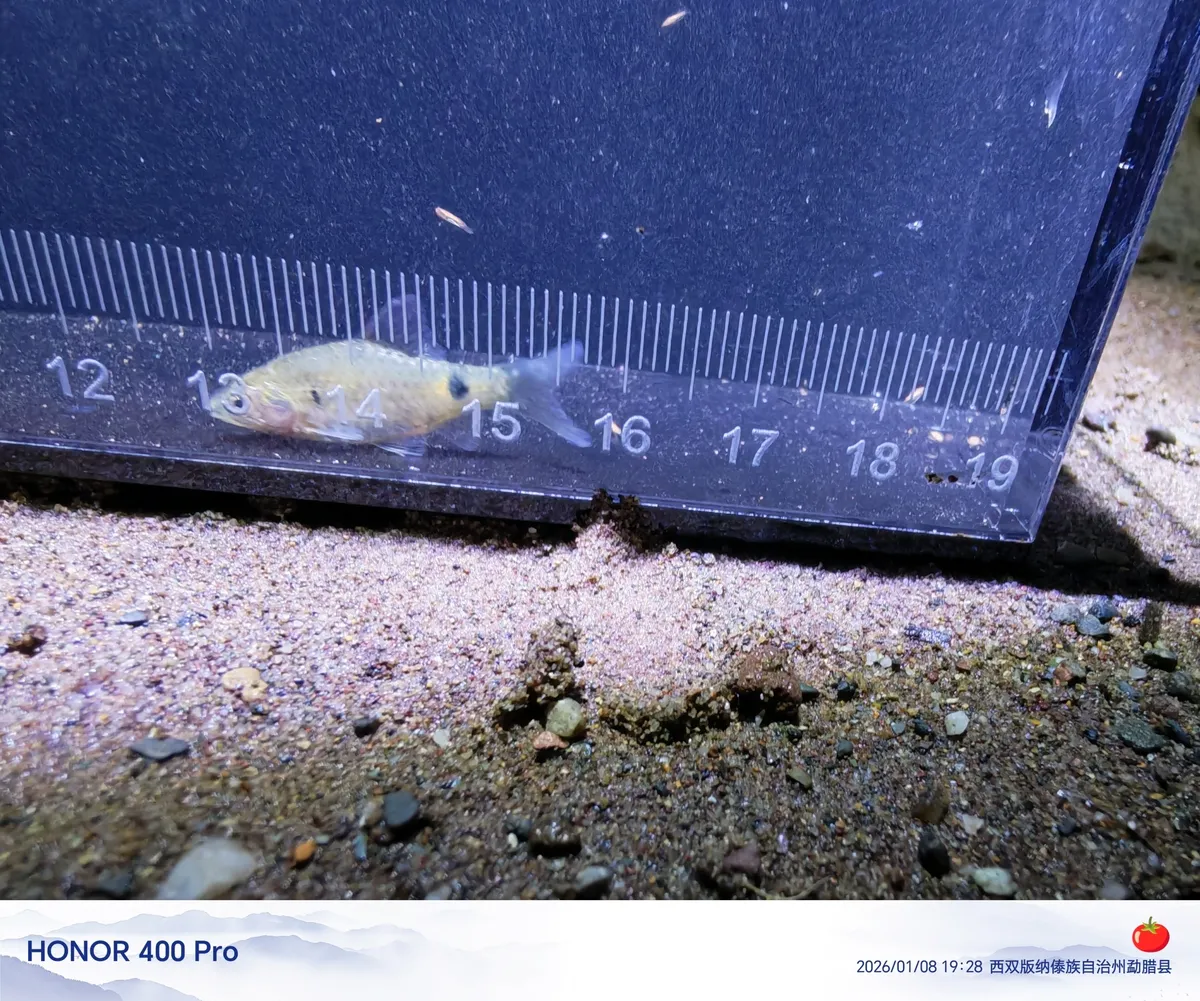 Miniatura: Pethia (Pethia spp.)