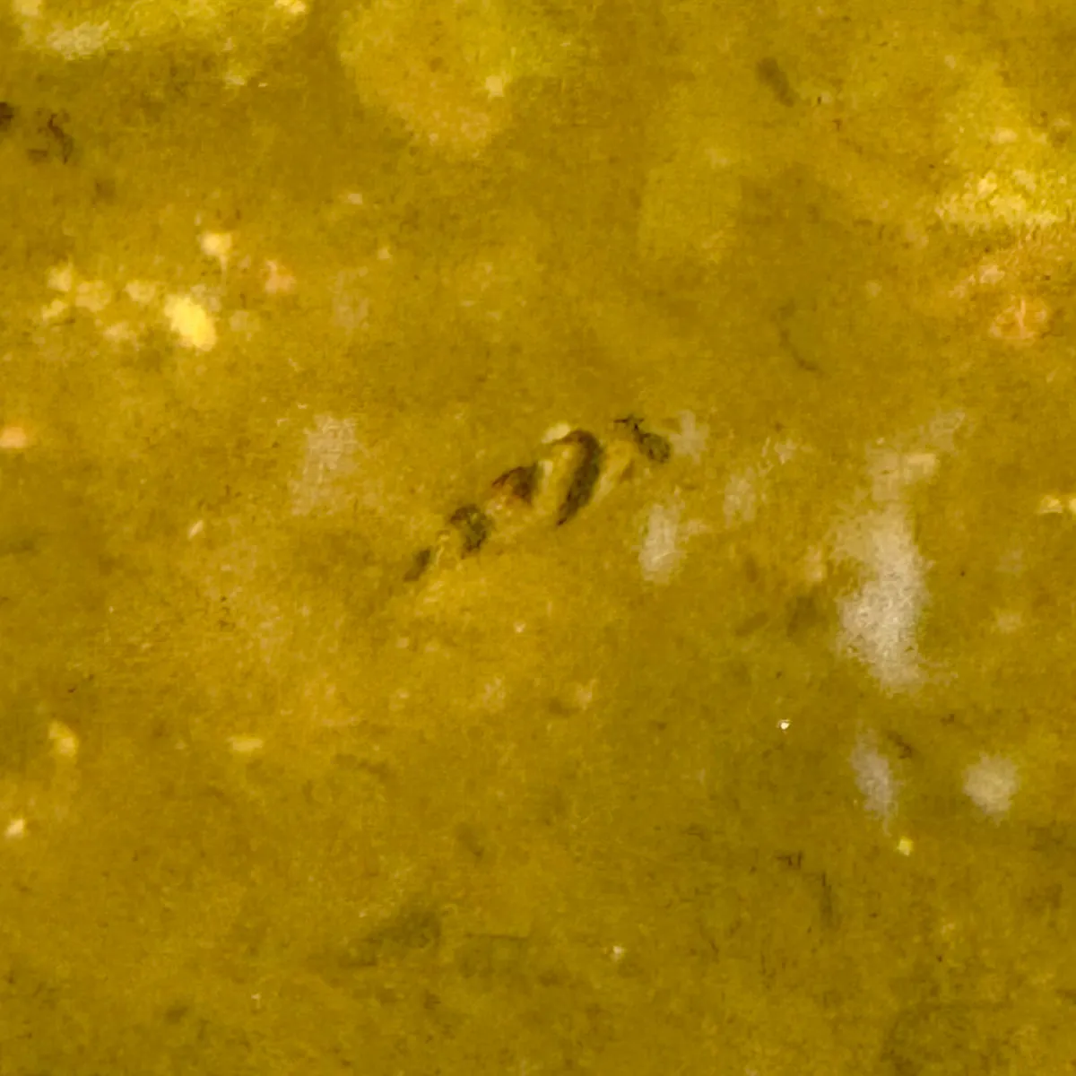 Puntigrus (Puntigrus spp.)