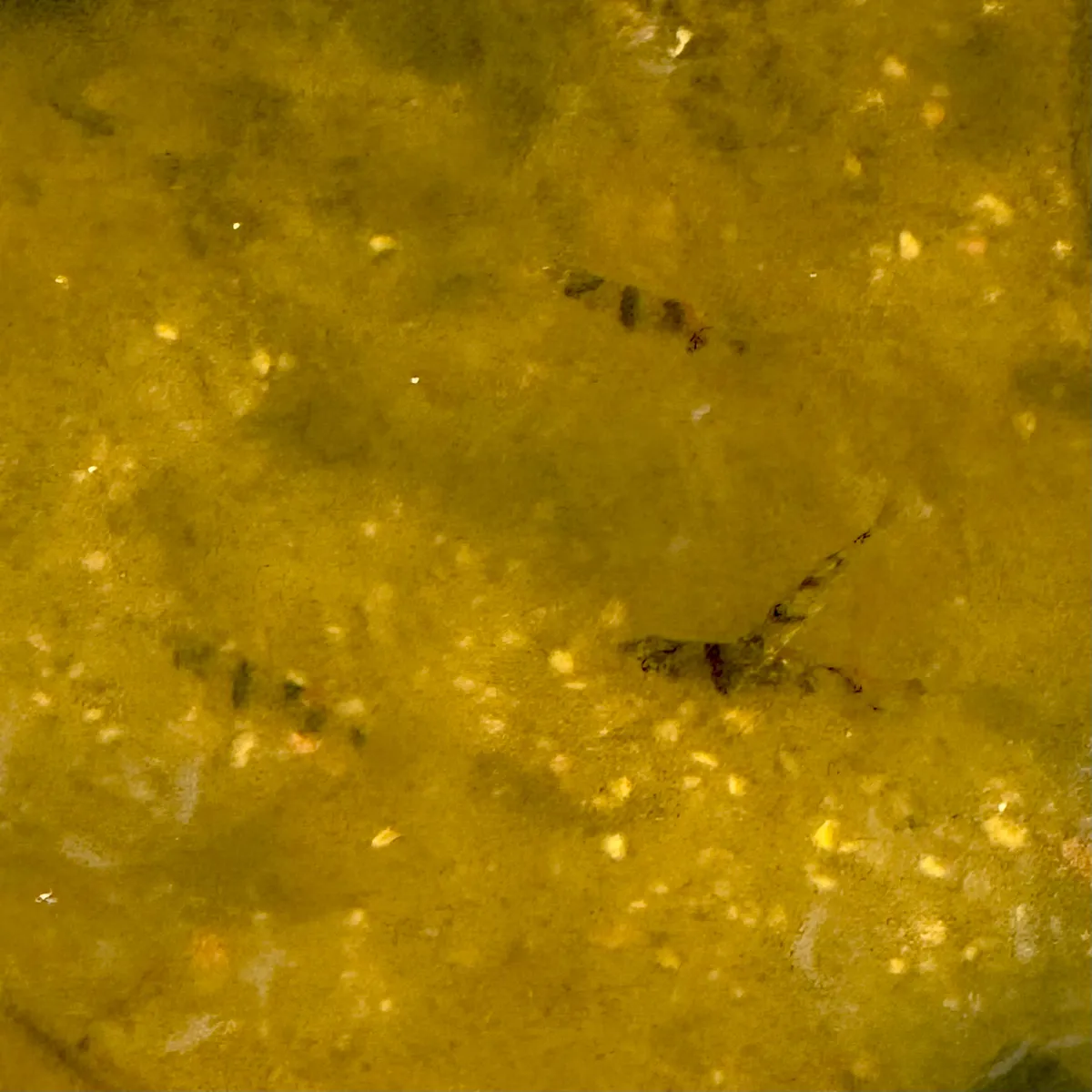Miniatura: Puntigrus (Puntigrus spp.)