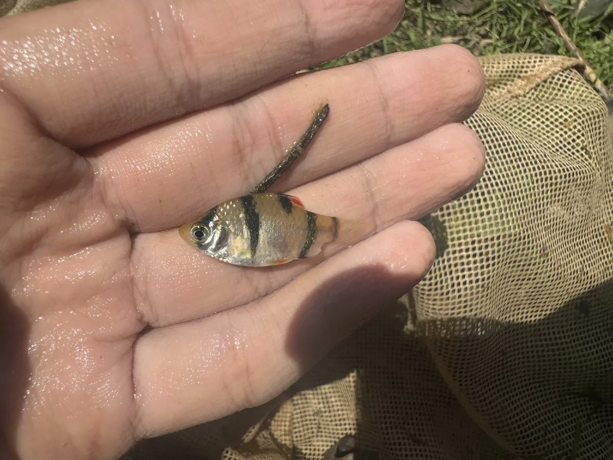 Miniatura: Puntigrus (Puntigrus spp.)