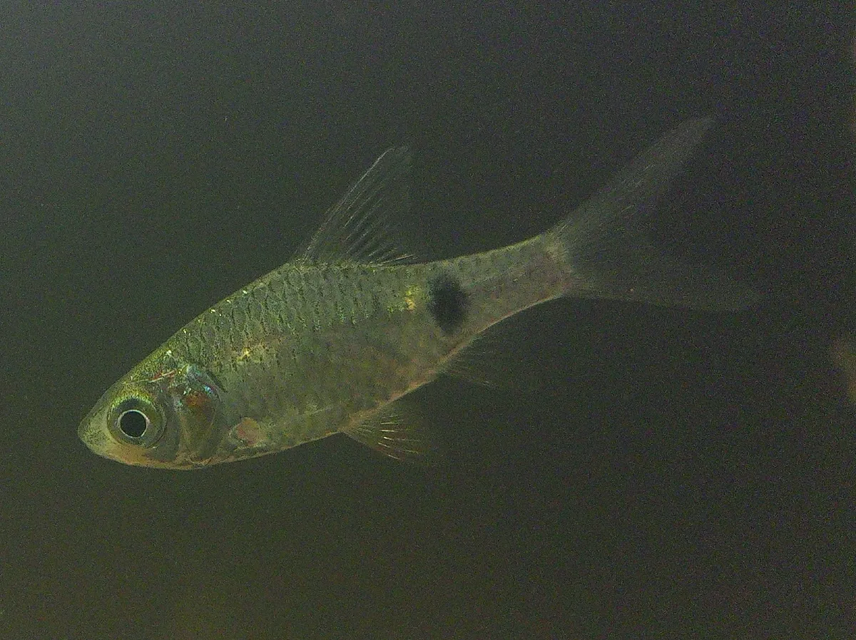 Puntius (Puntius spp.)