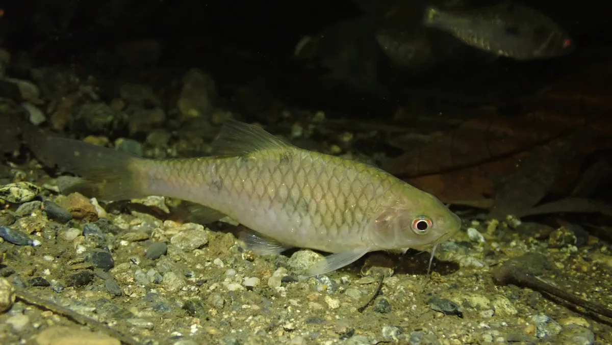 Miniatura: Puntius (Puntius spp.)