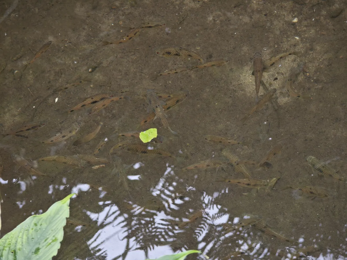 Miniatura: Puntius (Puntius spp.)