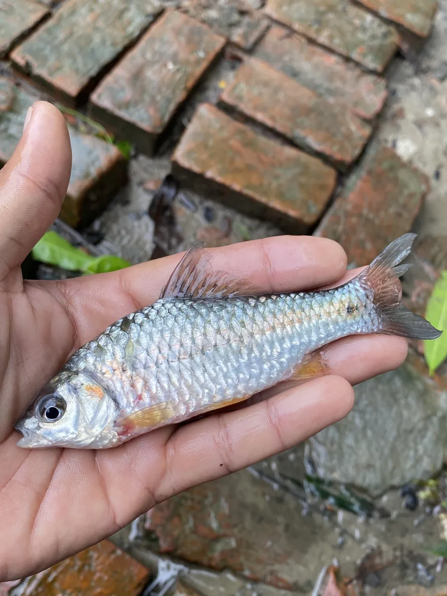 Miniatura: Puntius (Puntius spp.)