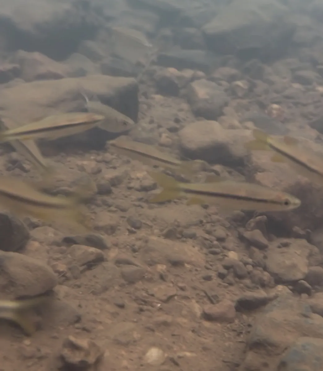 Rasbora (Rasbora spp.)