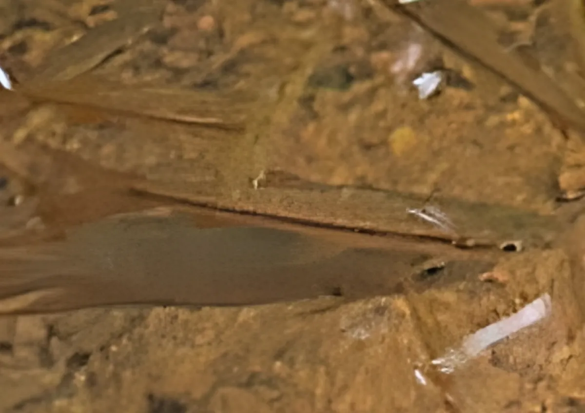Miniatura: Rasbora (Rasbora spp.)