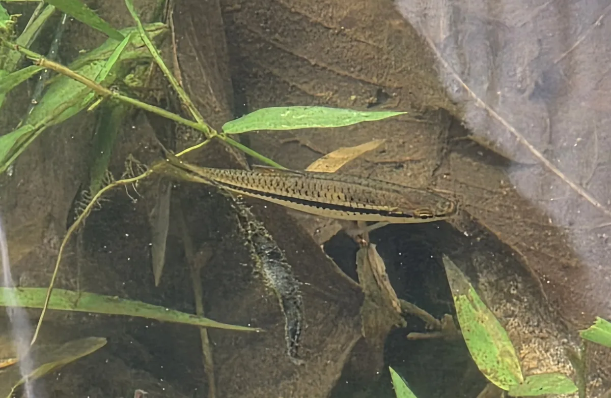 Miniatura: Rasbora (Rasbora spp.)