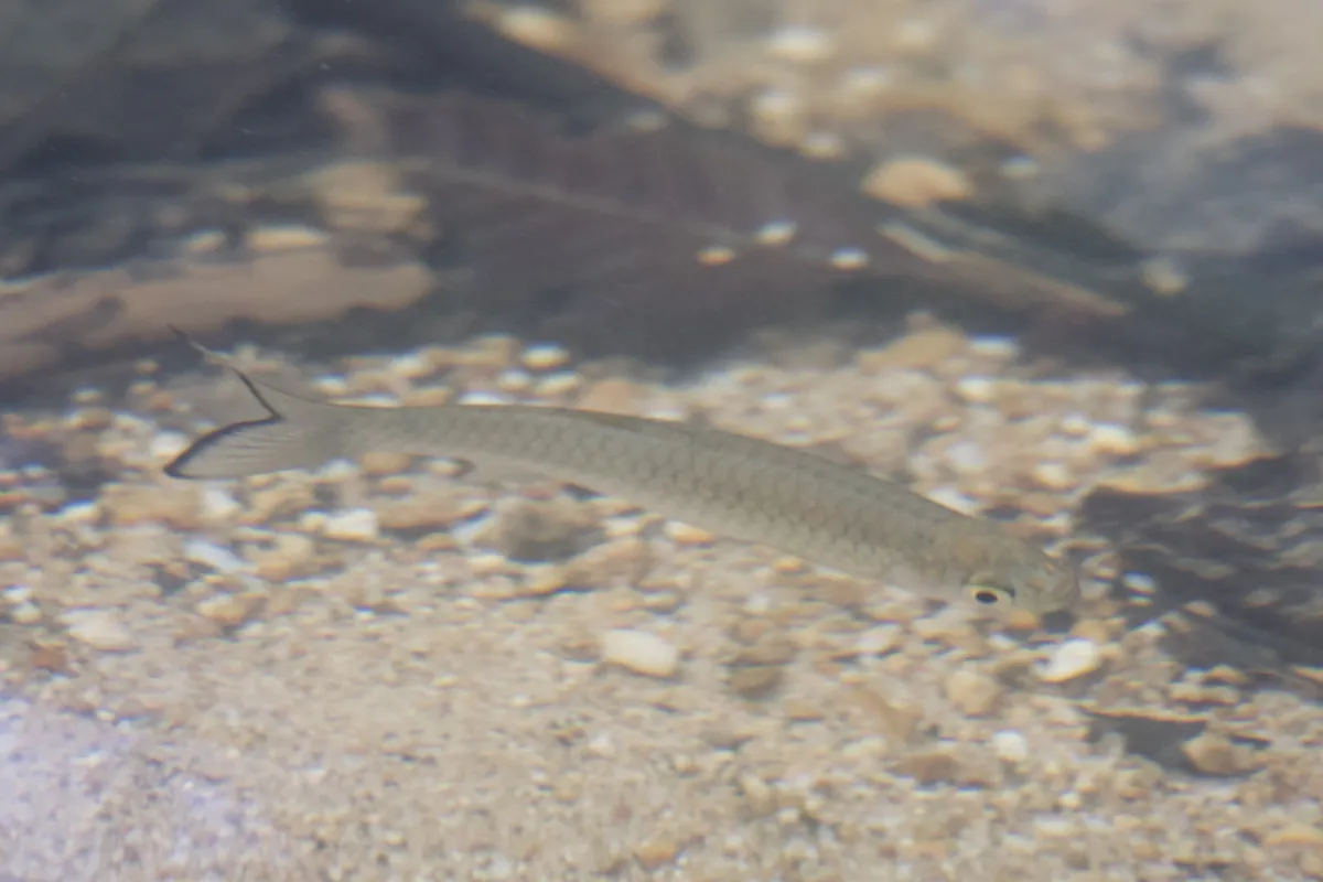 Miniatura: Rasbora (Rasbora spp.)
