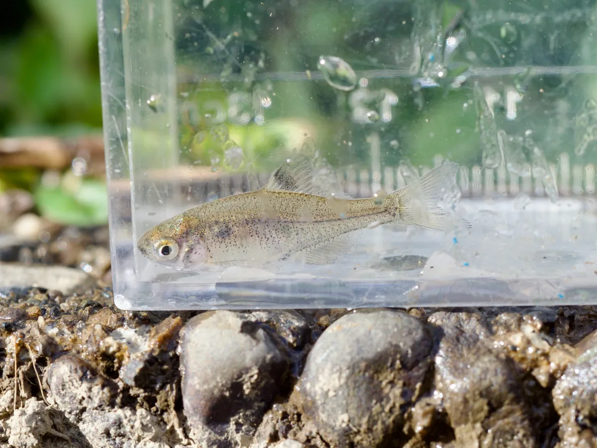 Rhodeus (Rhodeus spp.)
