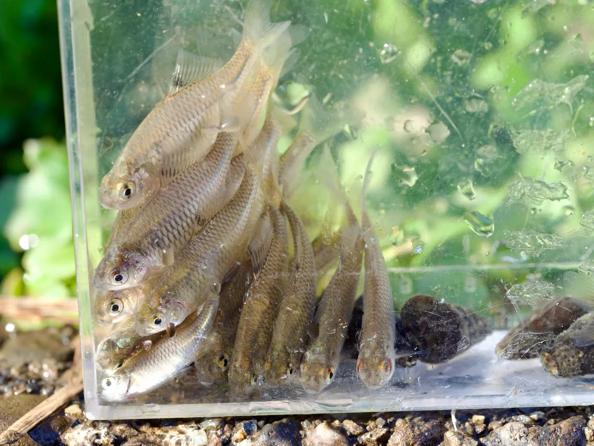 Miniatura: Rhodeus (Rhodeus spp.)