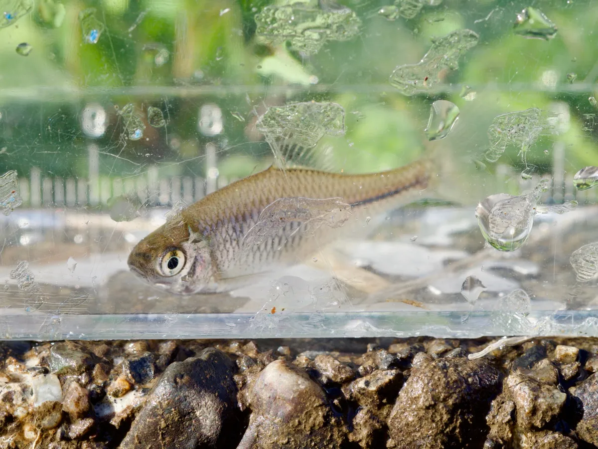 Miniatura: Rhodeus (Rhodeus spp.)